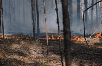 В Тверской области произошло возгорание лесной подстилки