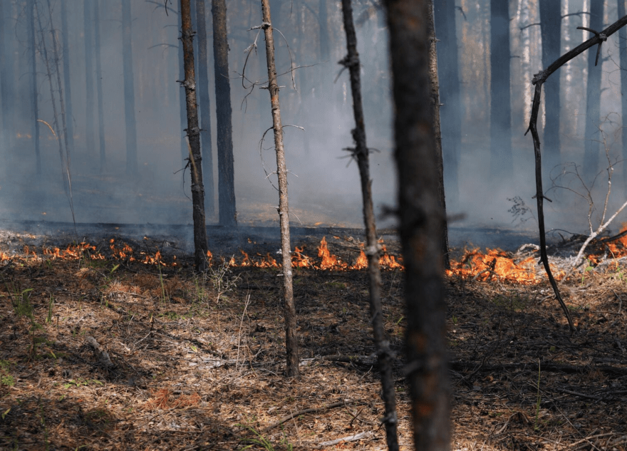 В Тверской области произошло возгорание лесной подстилки