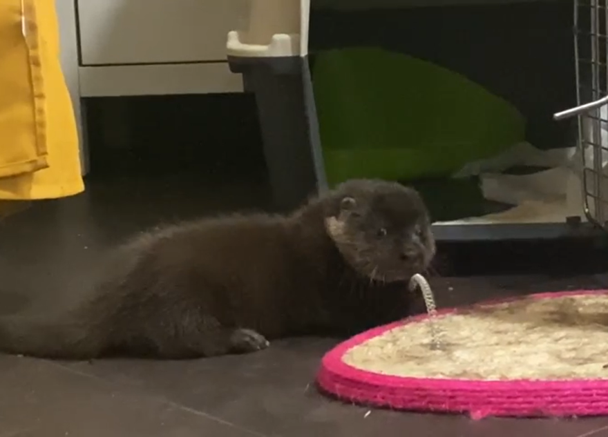 Тверской детёныш выдры крепчает