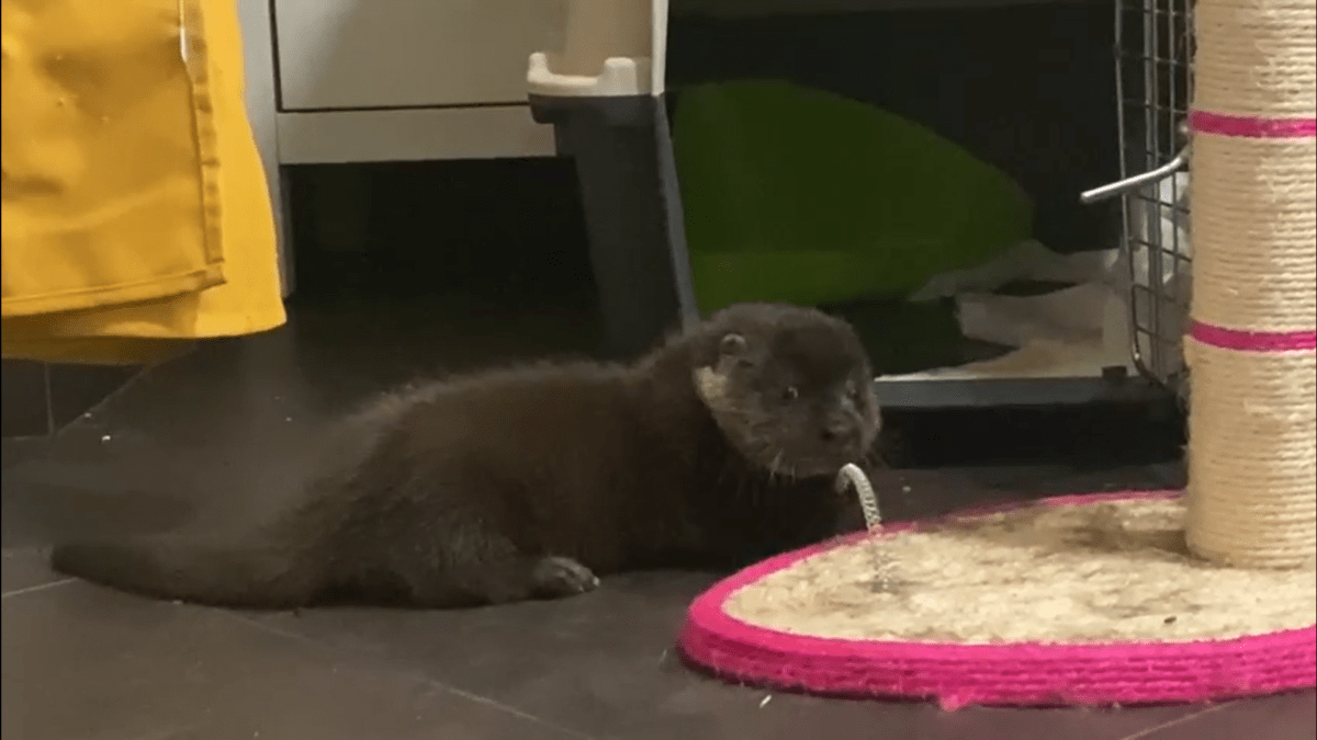 Тверской детёныш выдры крепчает