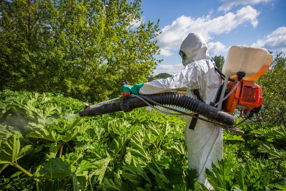 Вдоль федеральных трасс в Тверской области уничтожили борщевик