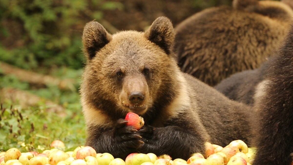 Медвежата-сироты в Тверской области набирают вес на яблочной диете 