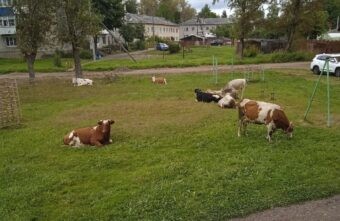 Город в Тверской области превращается в деревню