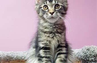 Жительница Твери продала дорогого котенка, заразившего всю семью покупательницы Жительница Твери продала дорогого котенка, заразившего всю семью покупательницы