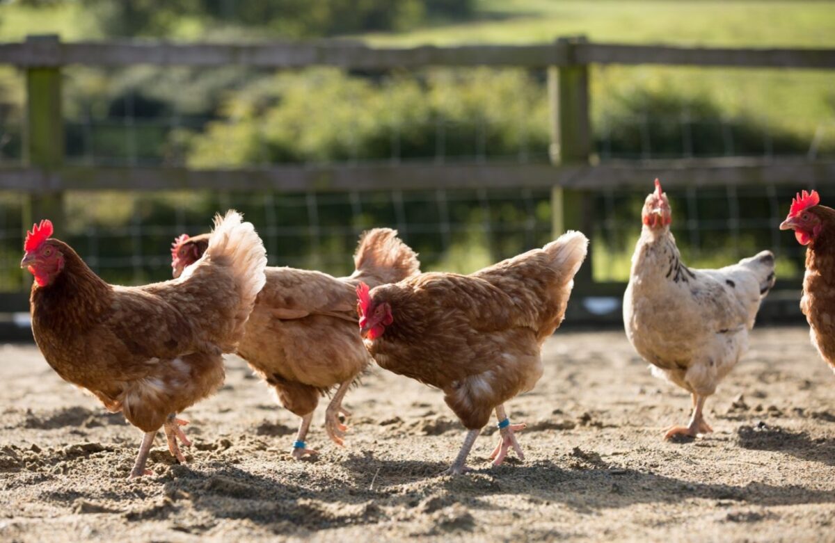 Житель Тверской области украл у бывшей жены деньги и купил кур