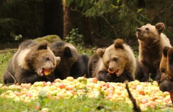 Медвежата-сироты в Тверской области набирают вес на яблочной диете  Медвежата-сироты в Тверской области набирают вес на яблочной диете