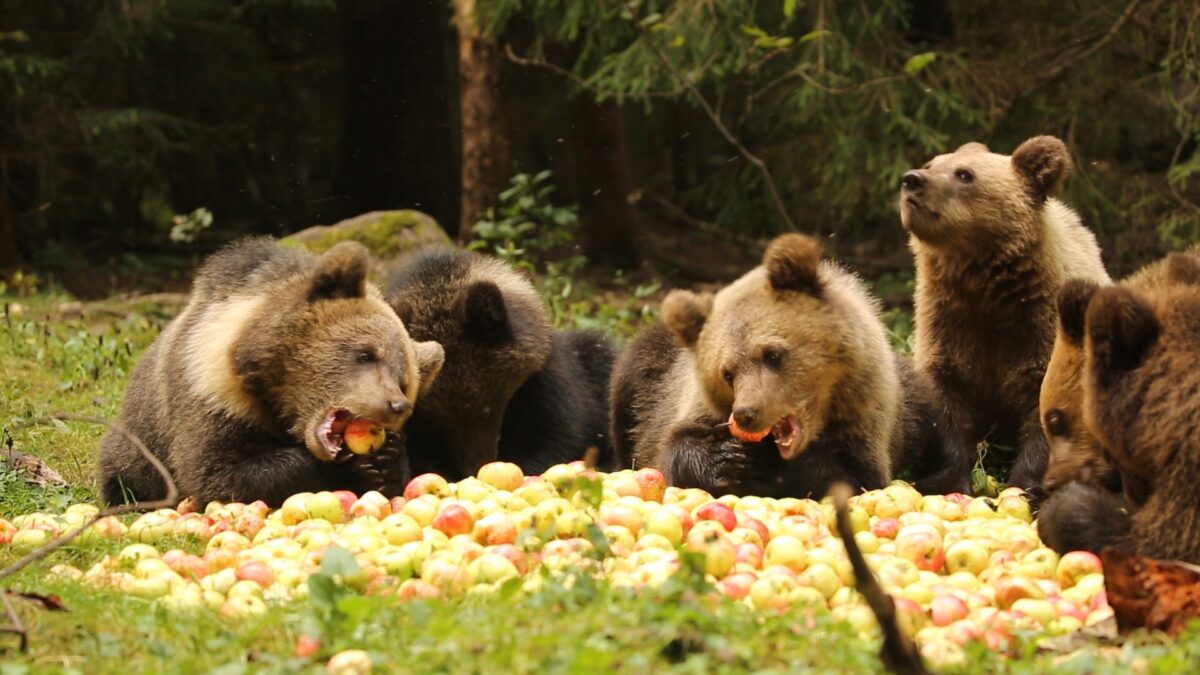Медвежата-сироты в Тверской области набирают вес на яблочной диете 