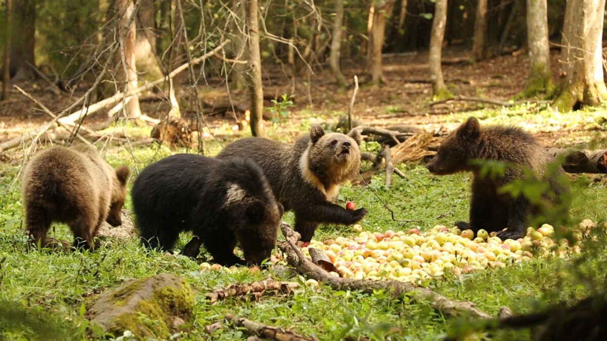 Медвежата-сироты в Тверской области набирают вес на яблочной диете 