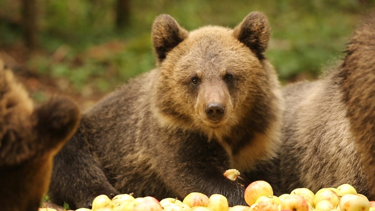 Медвежата-сироты в Тверской области набирают вес на яблочной диете 