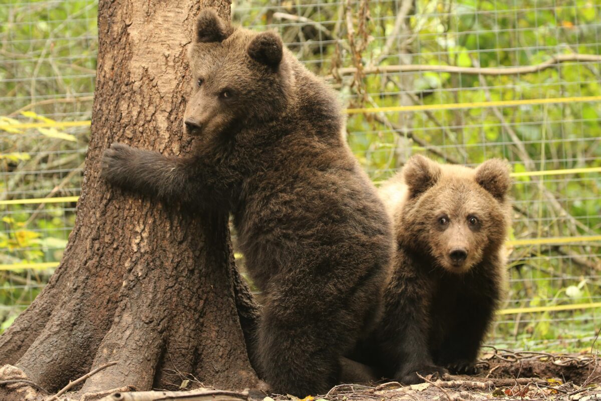 Ёжик и Веснушкин снялись в прощальной фотосессии в Тверской области