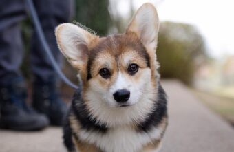 Мошенник оставил девушку из Тверской области без щенка вельш-корги