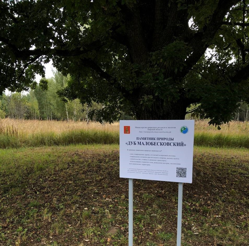У Малобесковского дуба в Тверской области появилась визитная карточка