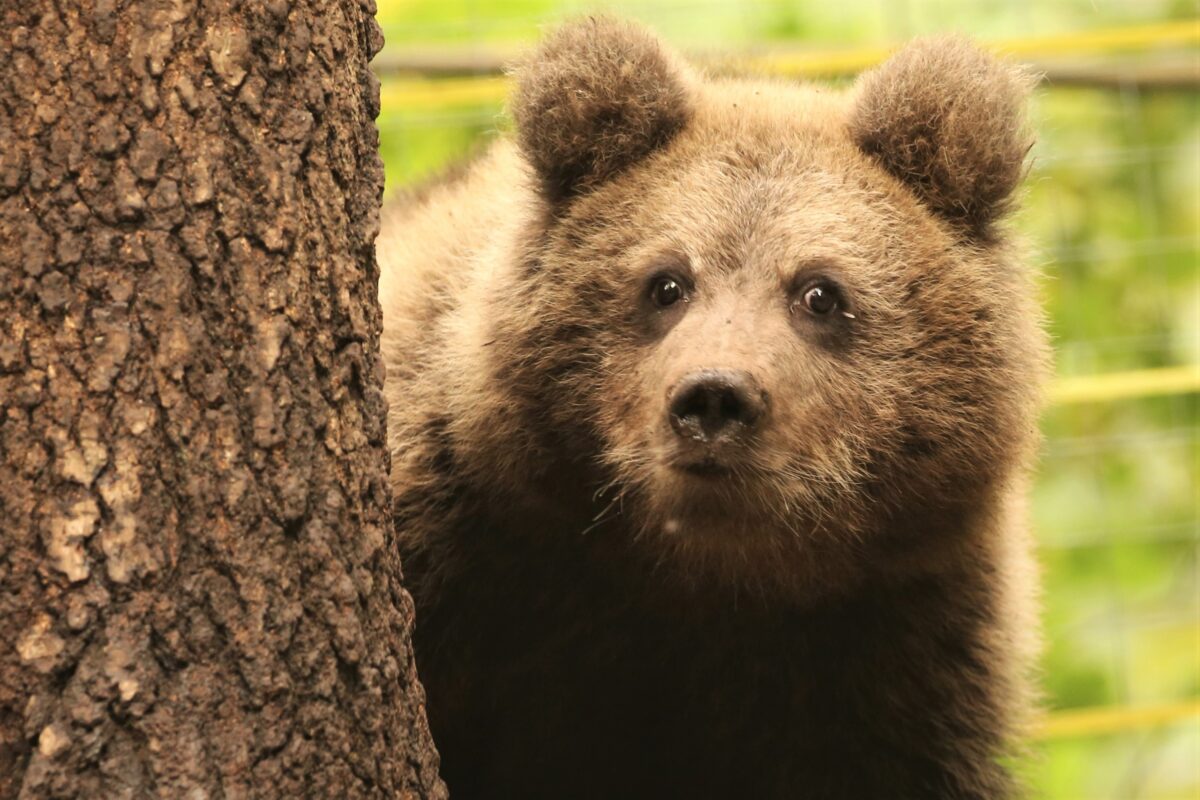 Ёжик и Веснушкин снялись в прощальной фотосессии в Тверской области