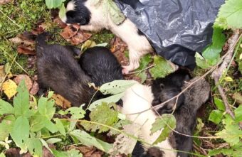В Тверской области нашли мешок со щенками и просьбой убить В Тверской области нашли мешок со щенками и просьбой убить