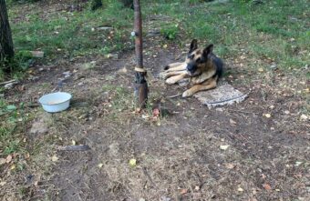 В Твери овчарка три месяца привязана к металлическому колу на улице В Твери овчарка три месяца привязана к металлическому колу на улице
