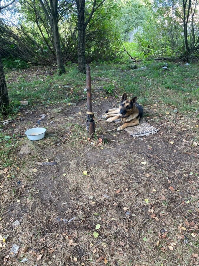 В Твери овчарка три месяца привязана к металлическому колу на улице