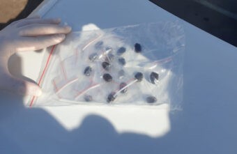 В Твери задержали мужчину, пытавшегося заработать на торговле гашишем