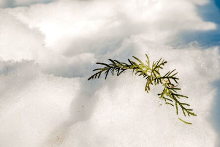 В Тверской области три дня будут заморозки В Тверской области три дня будут заморозки