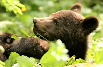 Медвежат-сирот в Тверской области готовят к выпуску на волю