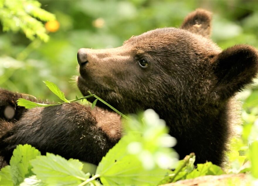 Медвежат-сирот в Тверской области готовят к выпуску на волю Медвежат-сирот в Тверской области готовят к выпуску на волю