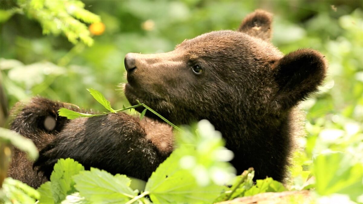Медвежат-сирот в Тверской области готовят к выпуску на волю