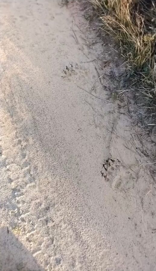 Жители Тверской области обнаружили следы медведя вблизи деревни