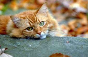 В начале октября в Тверскую области может вернуться лето В начале октября в Тверскую области может вернуться лето