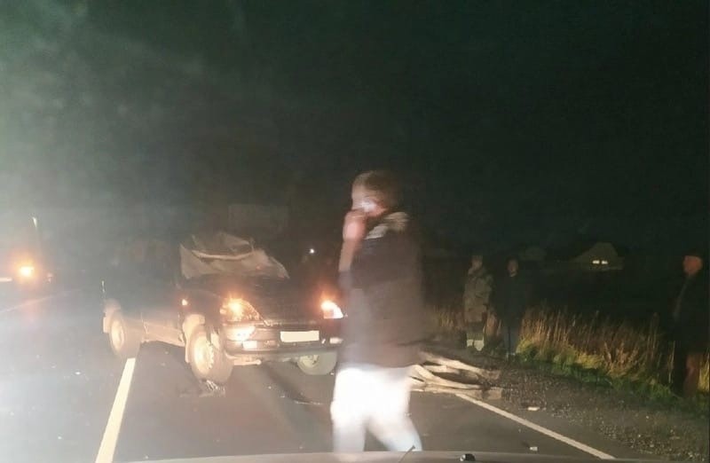 В Тверской области автомобиль сбил лося