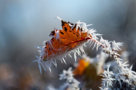 Синоптик рассказал, когда в Тверской области начнутся заморозки