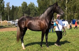 В Тверской области похитили самую красивую лошадь страны