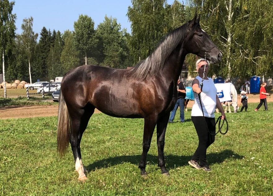 В Тверской области похитили самую красивую лошадь страны