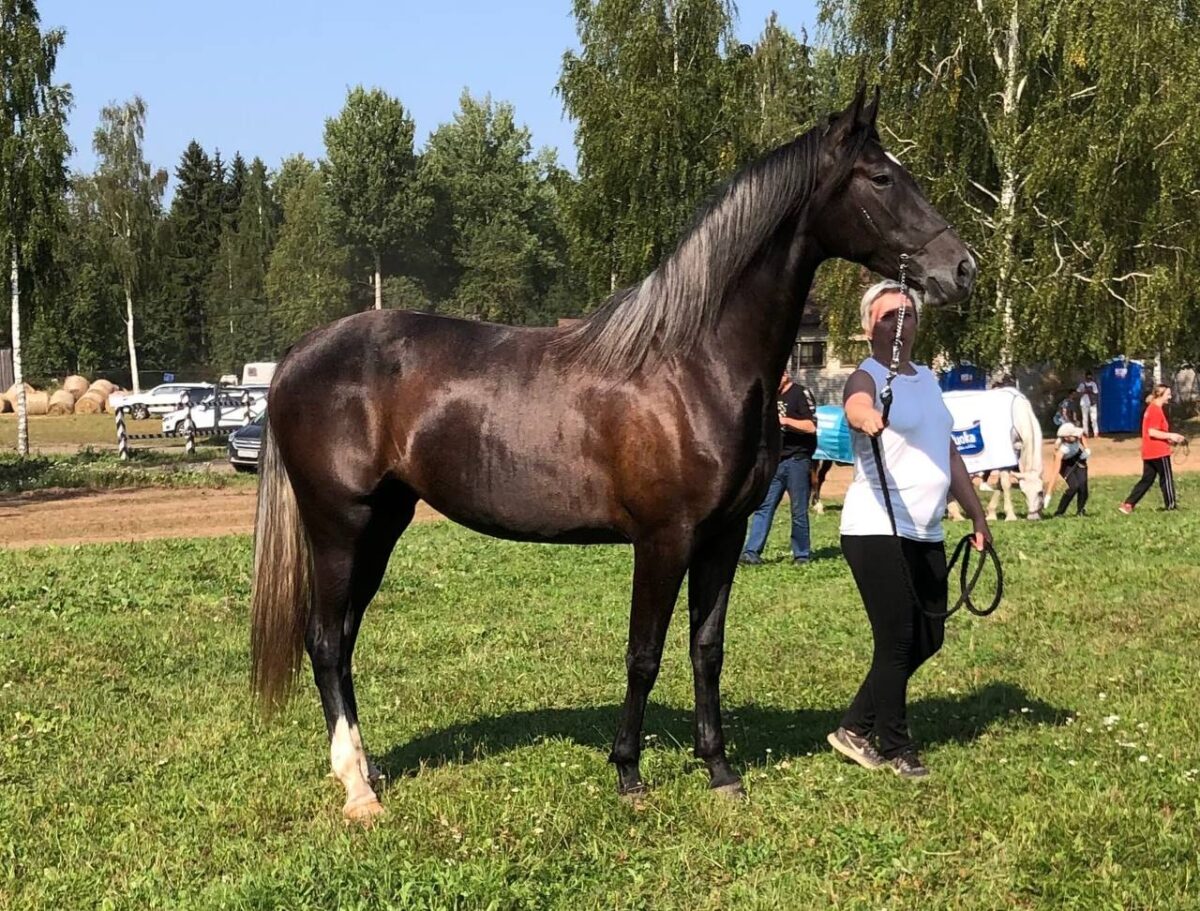 В Тверской области похитили самую красивую лошадь страны