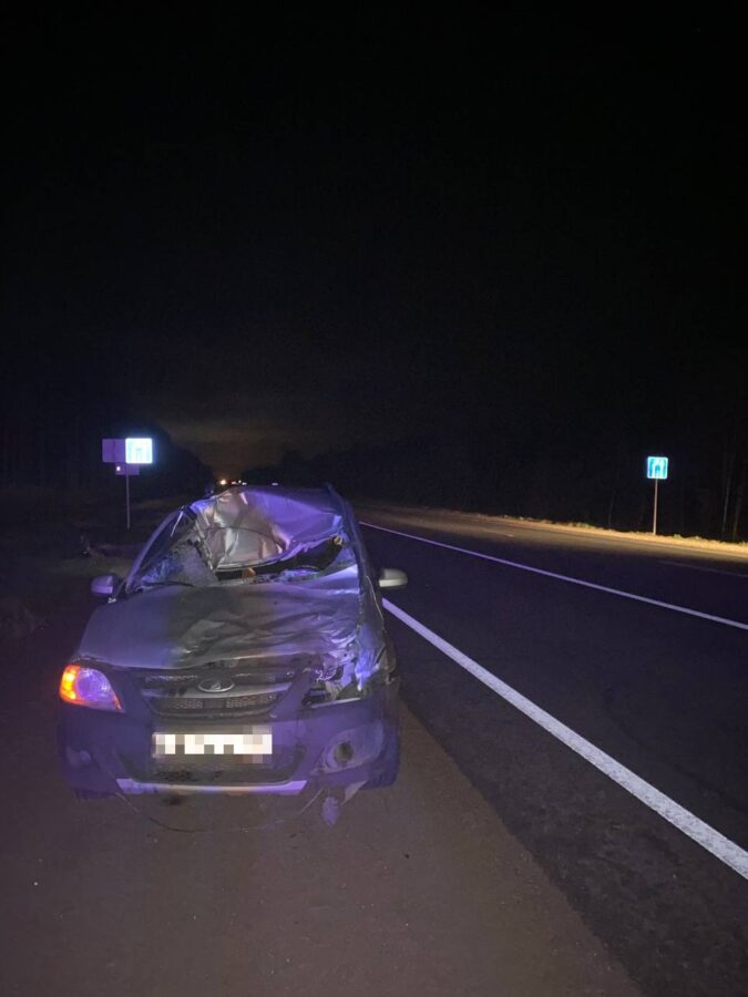 В Тверской области "Лада" сбила лося