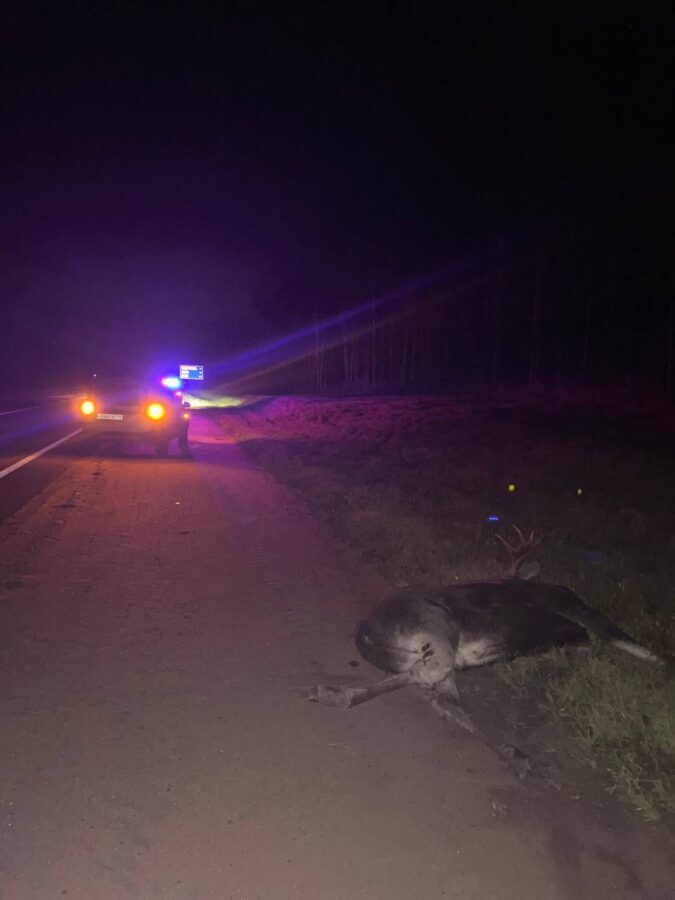 В Тверской области "Лада" сбила лося