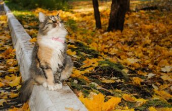 В Тверскую область идёт долгожданное потепление В Тверскую область идёт долгожданное потепление