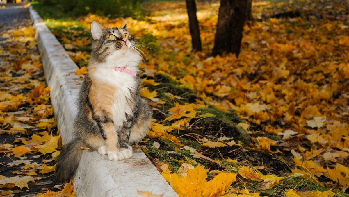 В Тверскую область идёт долгожданное потепление