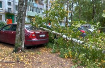 В Тверской области ветер повалил дерево на припаркованную машину