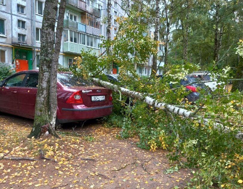 В Тверской области ветер повалил дерево на припаркованную машину В Тверской области ветер повалил дерево на припаркованную машину
