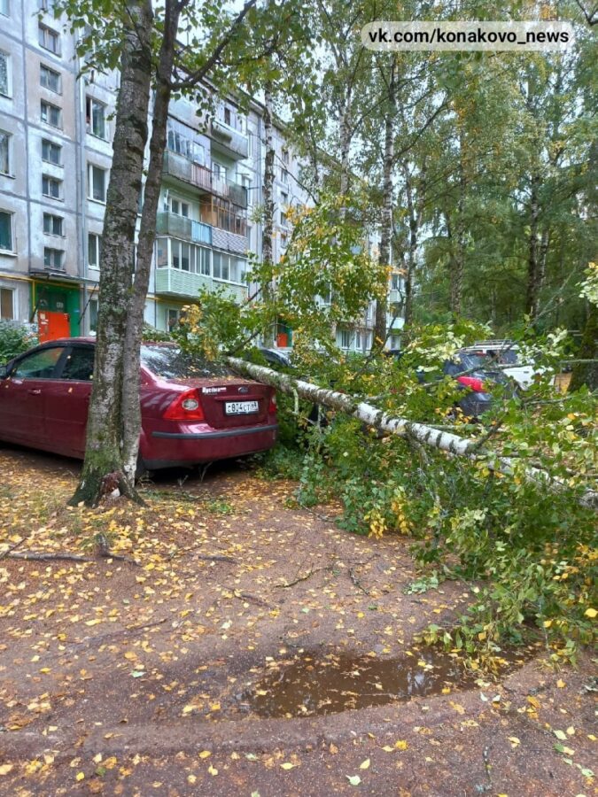 В Тверской области ветер повалил дерево на припаркованную машину