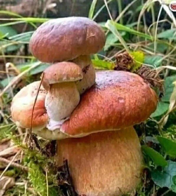 В лесах Тверской области, наконец-то, пошли грибы