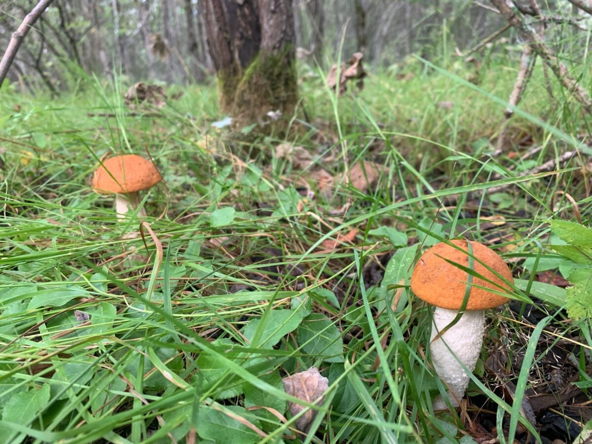 Эксперты рассказали, будут ли осенью грибы в Тверской области