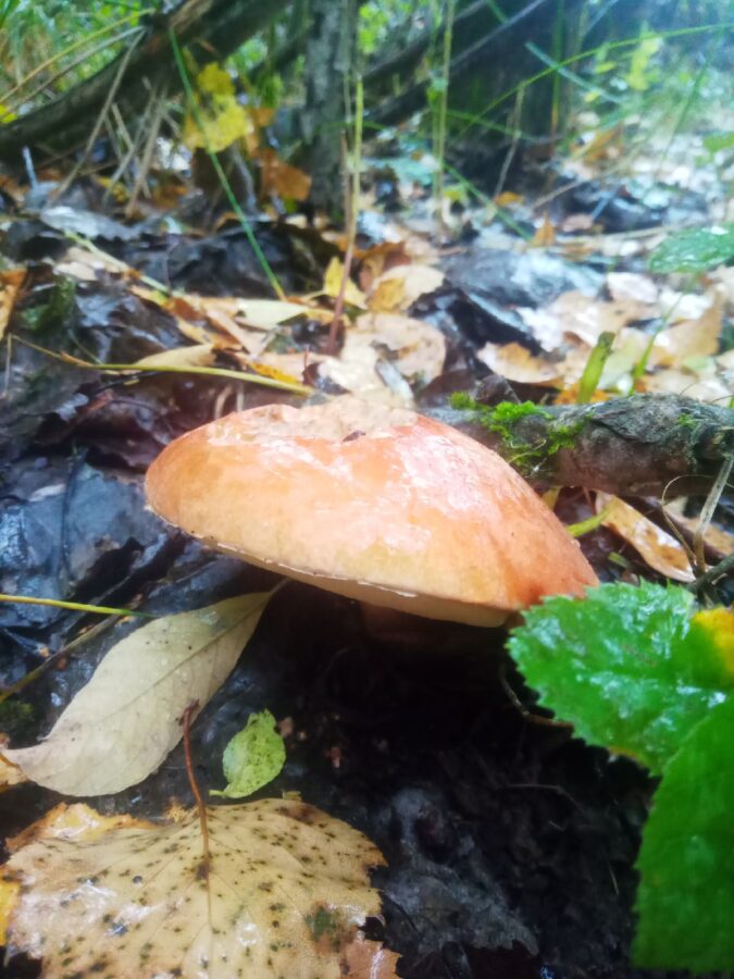 Эксперты рассказали, будут ли осенью грибы в Тверской области