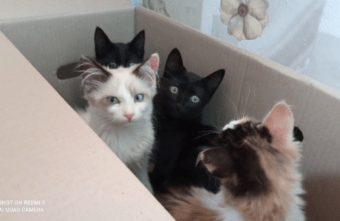 В Тверской области в лесу нашли коробку брошенных котят