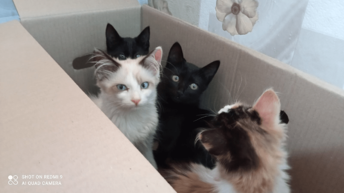 В Тверской области в лесу нашли коробку брошенных котят