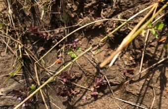 В Тверской области большой медведь подошел к самой деревне