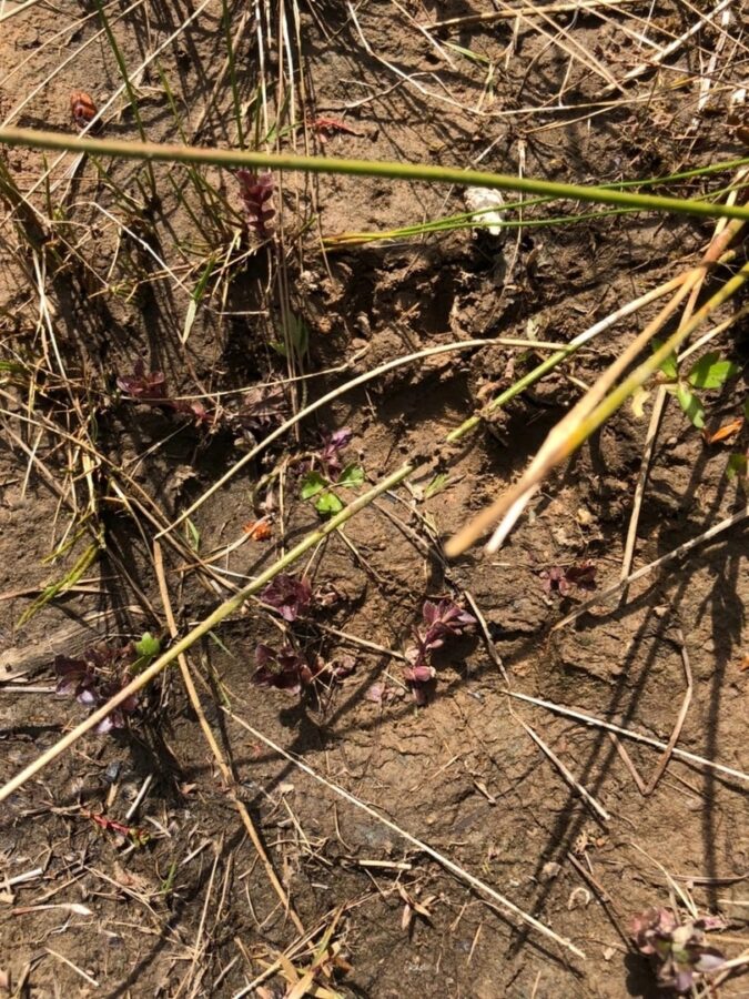 В Тверской области большой медведь подошел к самой деревне