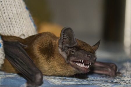 В Тверской области открыли новый вид летучих мышей