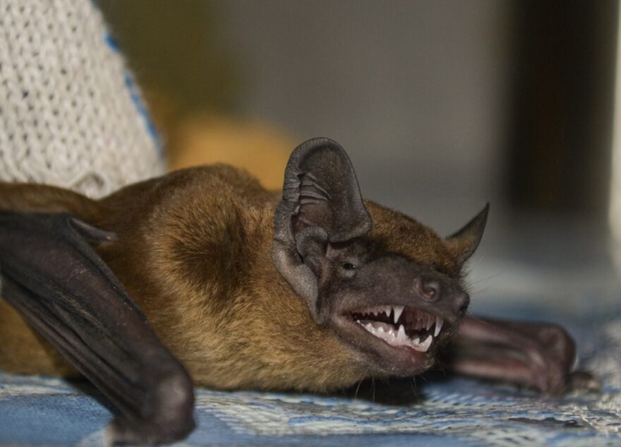 В Тверской области открыли новый вид летучих мышей