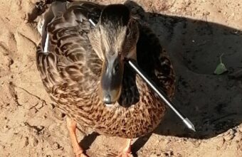 В Твери расстреливают уток из арбалета В Твери расстреливают уток из арбалета