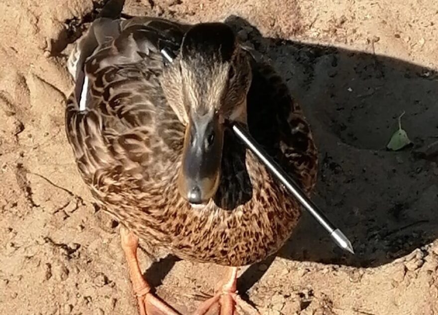 В Твери расстреливают уток из арбалета